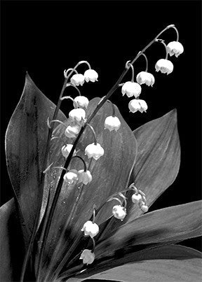 CHERIE RANSON CARD BLACK AND WHITE